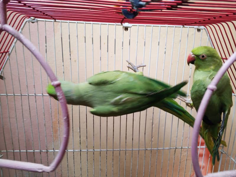 Ring neck breeding pair 2