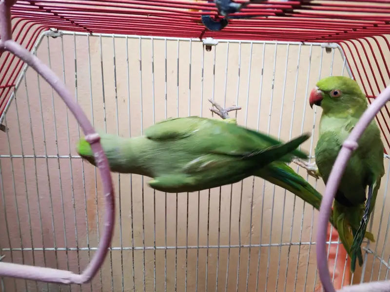 Ring neck breeding pair — photo 3