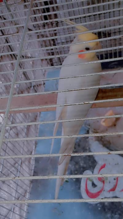 Cocktail gray breeder pair & common male breeder
