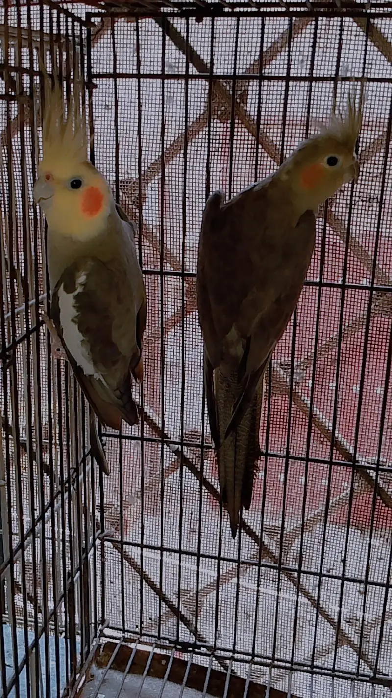 Cocktail gray breeder pair & common male breeder — photo 3