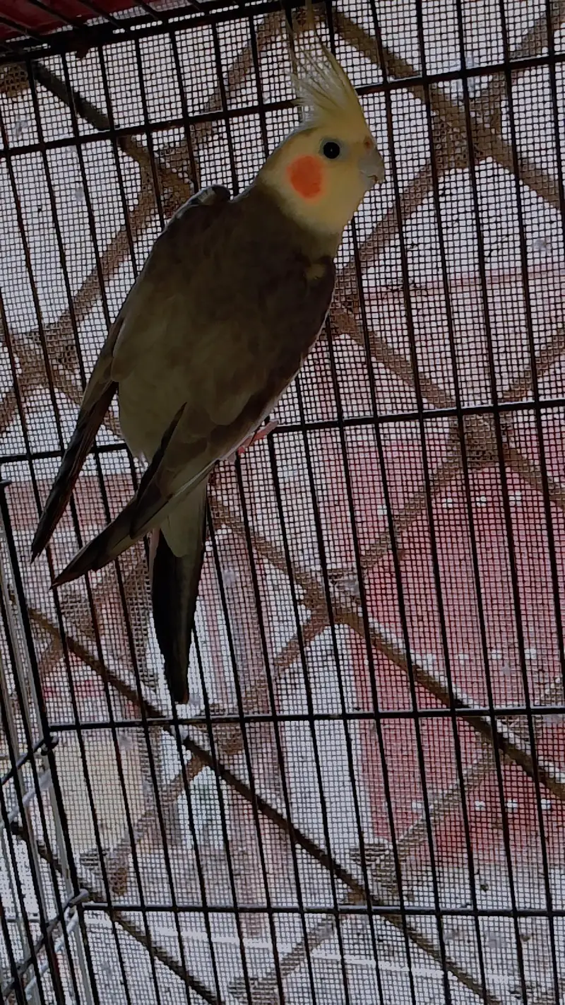 Cocktail gray breeder pair & common male breeder — photo 4