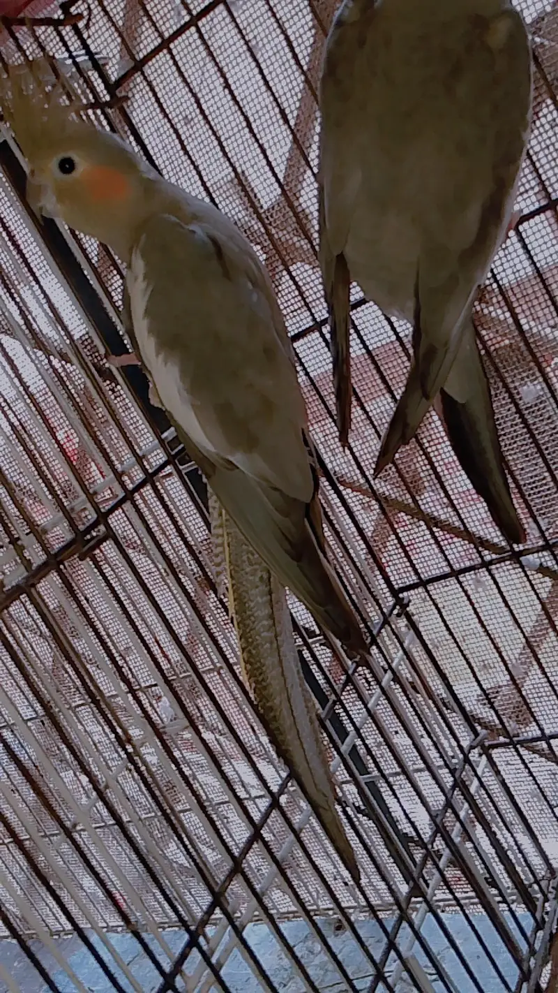 Cocktail gray breeder pair & common male breeder — photo 5