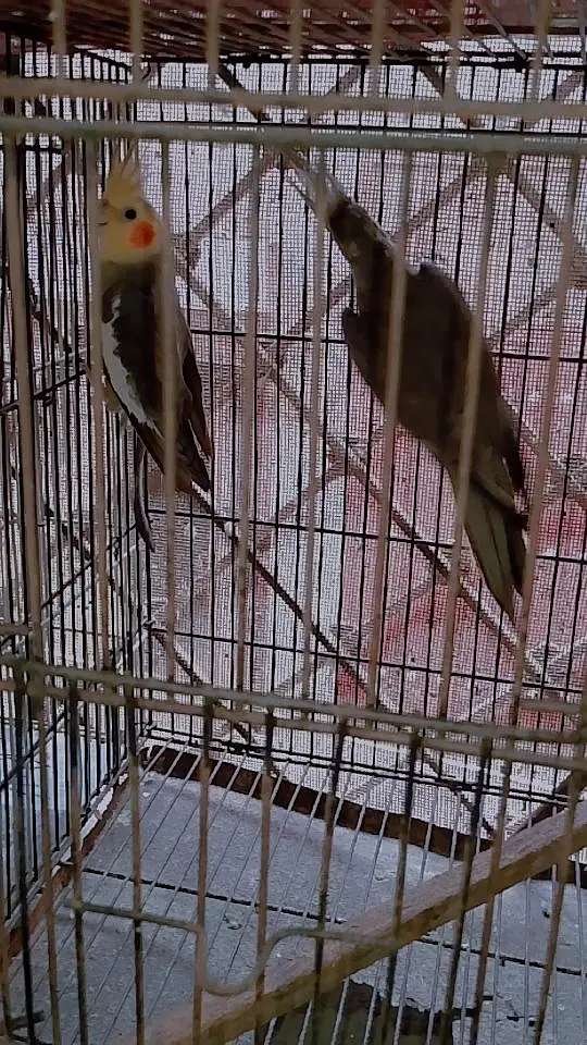 Cocktail gray breeder pair & common male breeder — photo 6