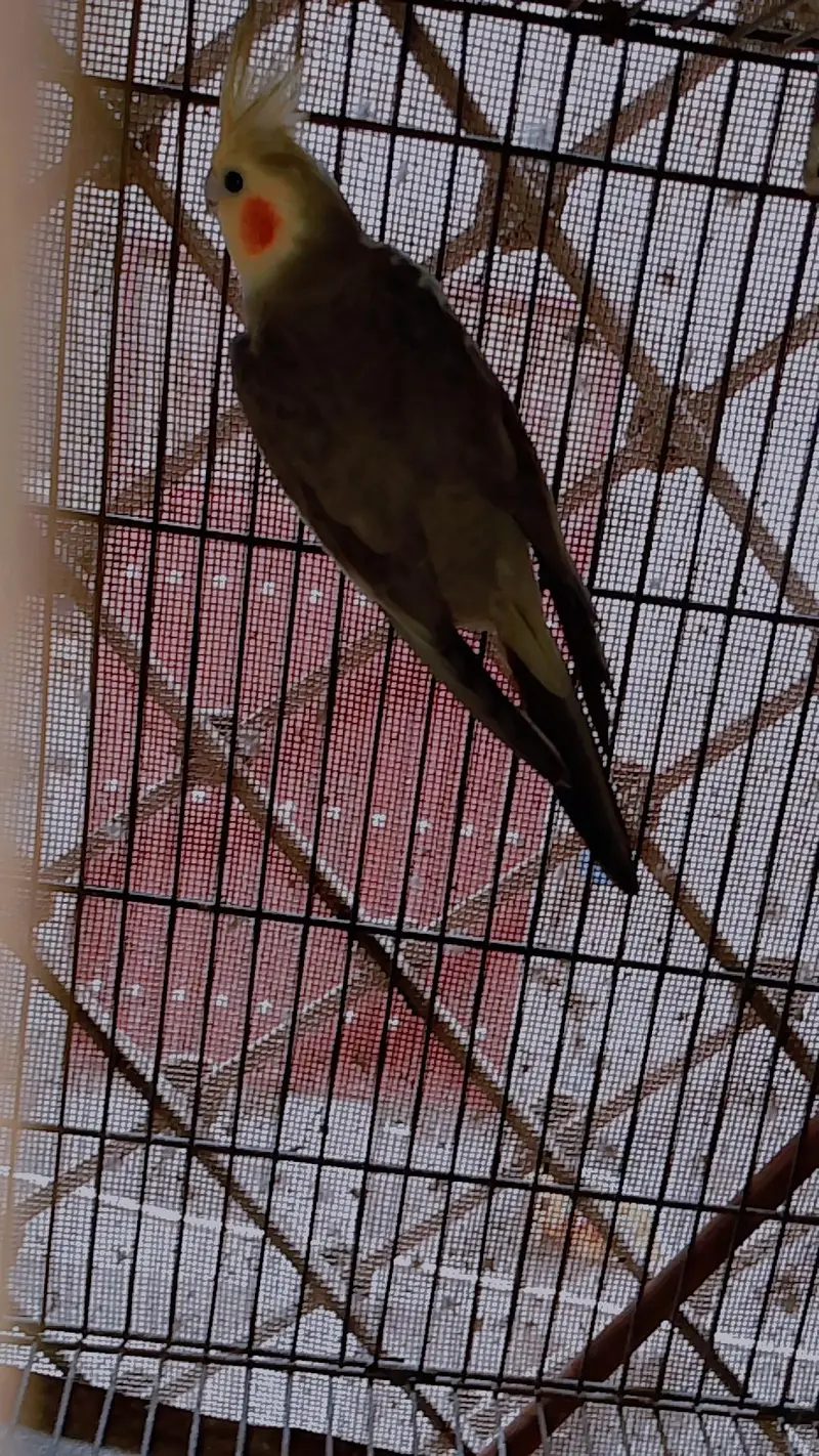 Cocktail gray breeder pair & common male breeder — photo 7