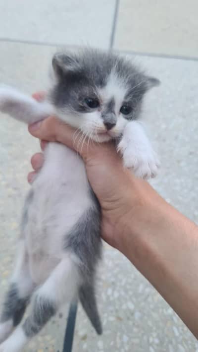 Grey And White 2 Months Old Kitten Very Playful