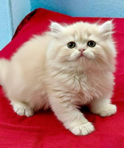 Persian kittens