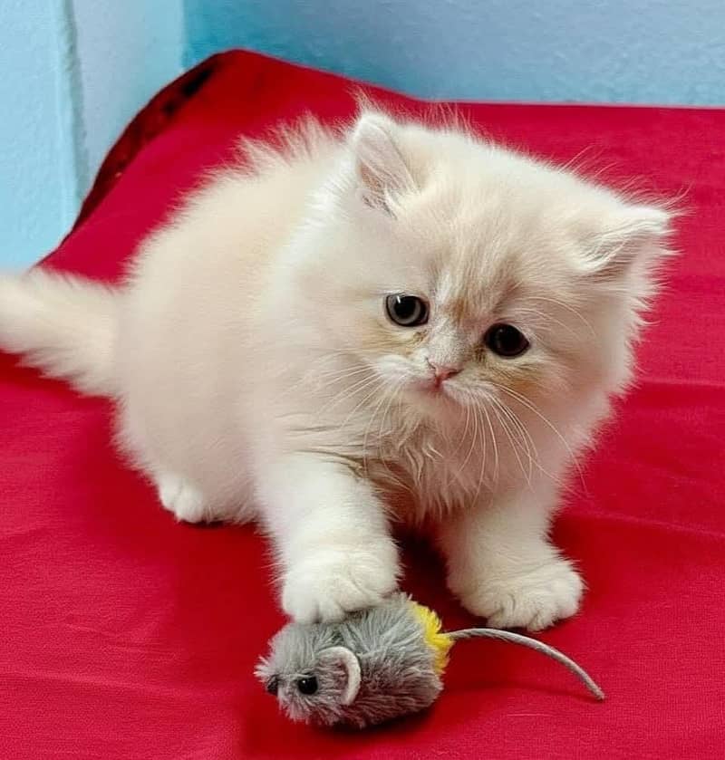 Persian kittens 1