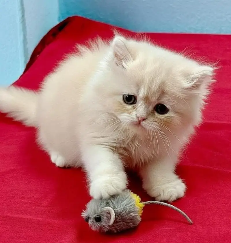 Persian kittens — photo 2