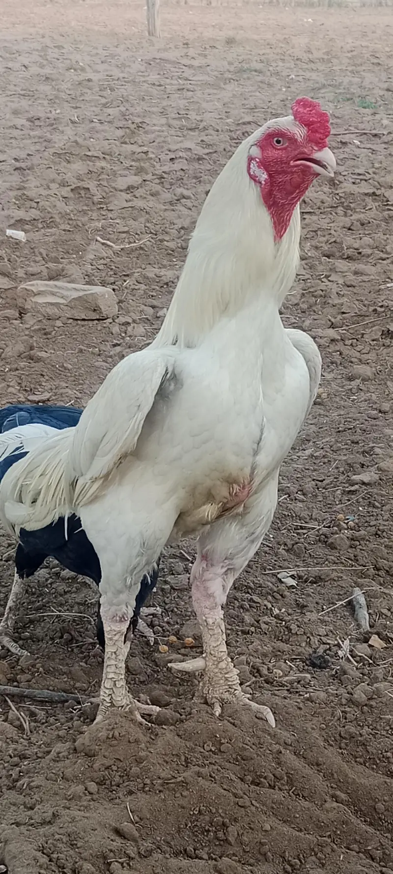 herra pair for sale location chakwal — photo 2