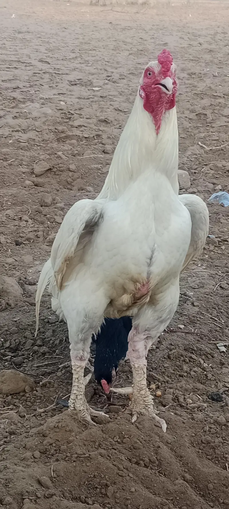 herra pair for sale location chakwal — photo 3