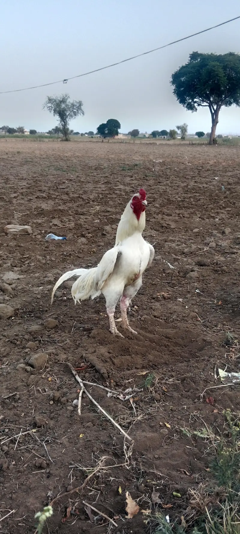 herra pair for sale location chakwal — photo 4