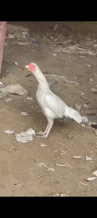herra pair for sale location chakwal