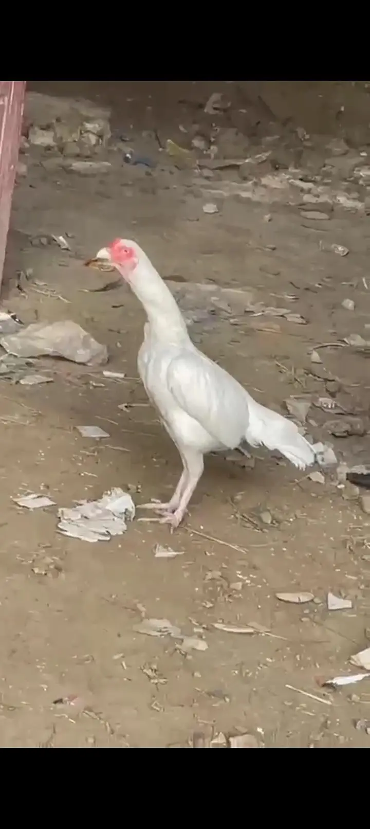 herra pair for sale location chakwal — photo 6
