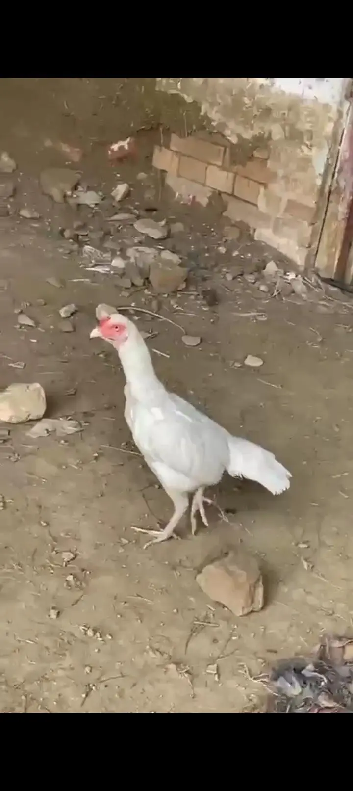 herra pair for sale location chakwal — photo 7