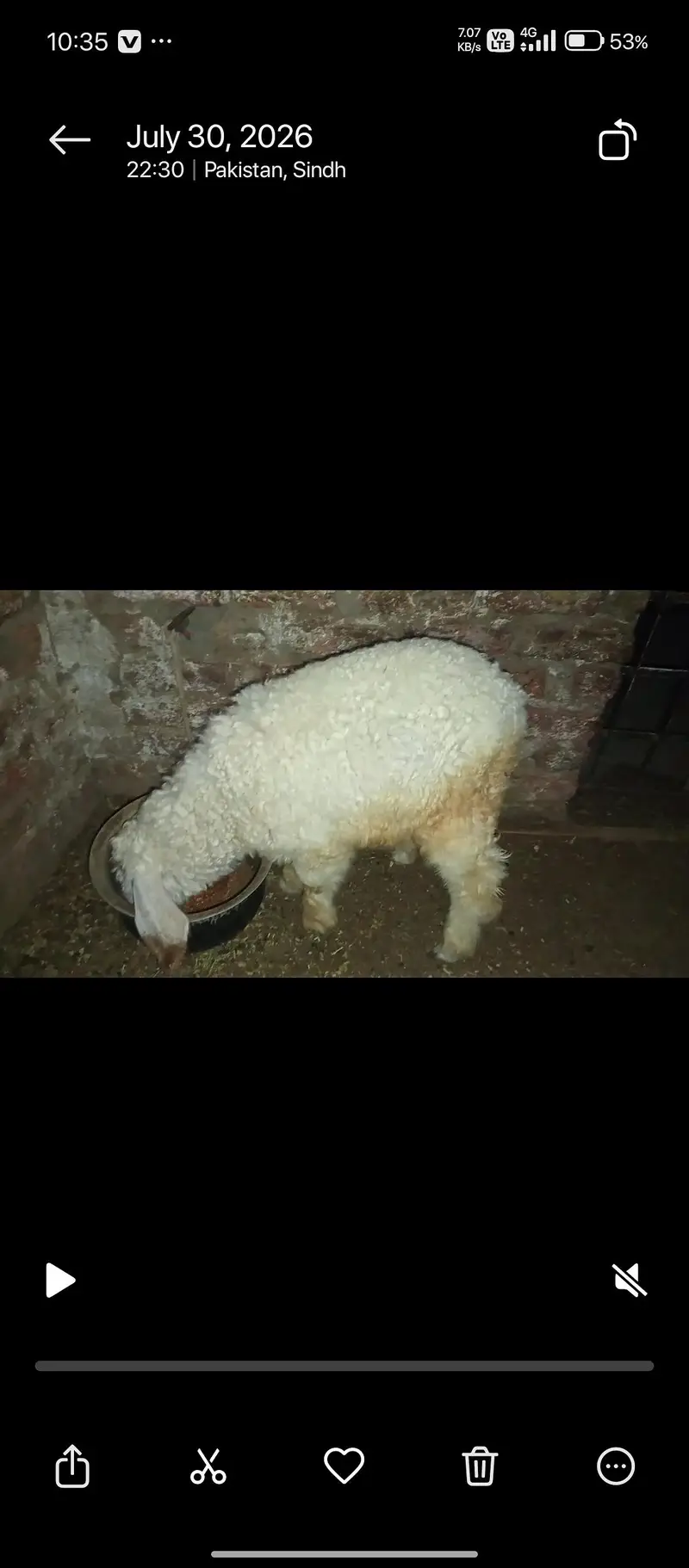 dumba for sale — photo 2