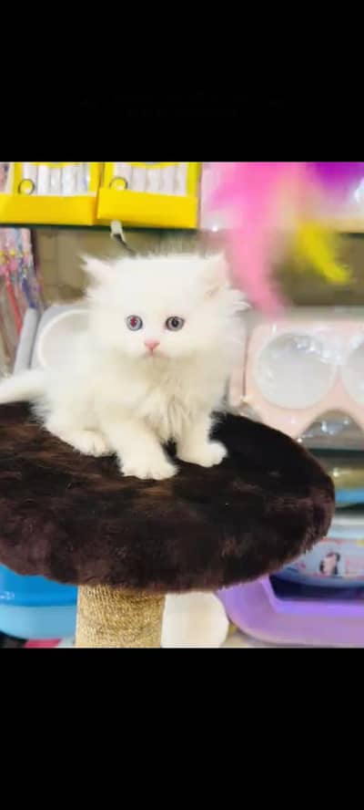 persian cat for sale My WhatsApp number 03093713755