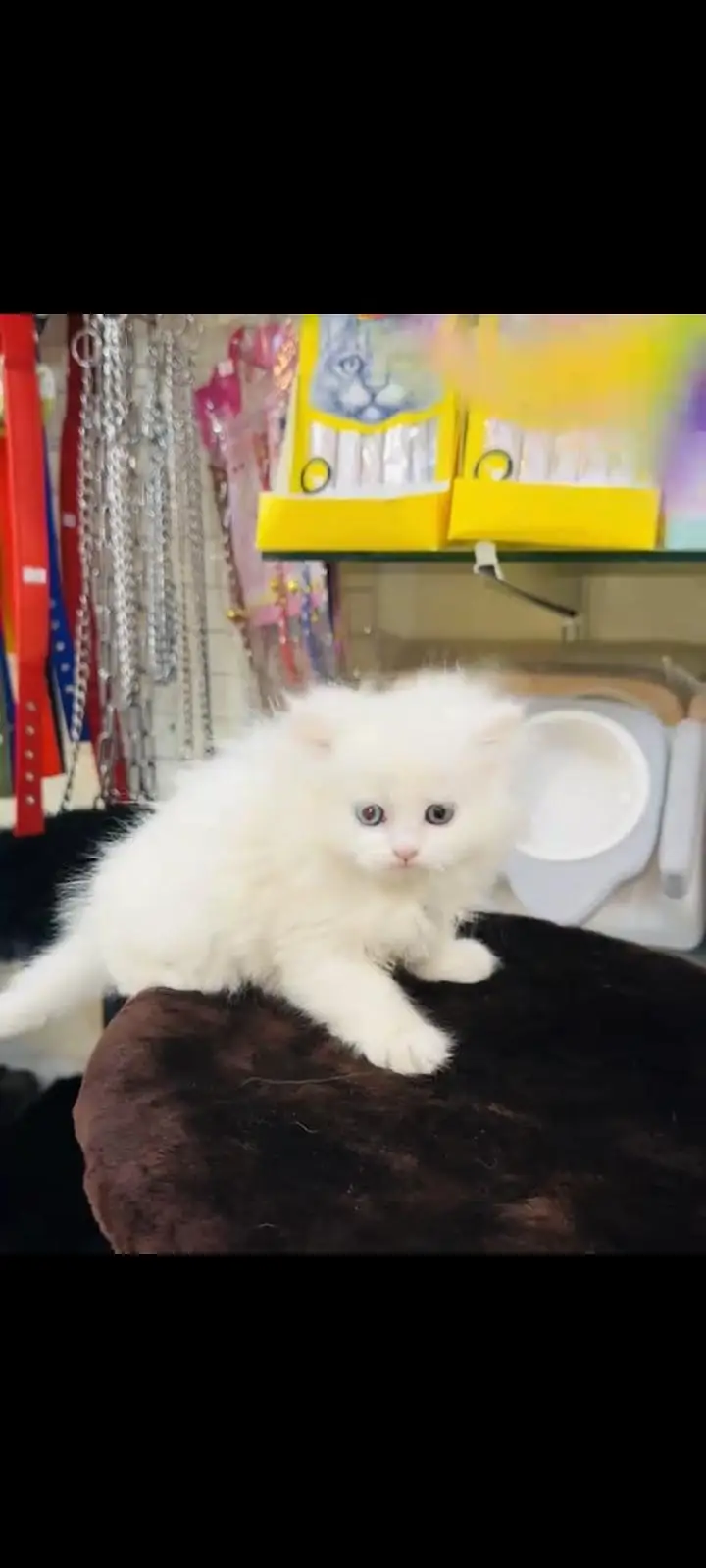 persian cat for sale My WhatsApp number 03093713755 — photo 2