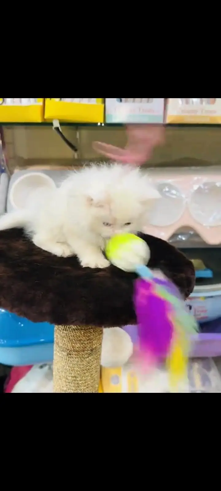 persian cat for sale My WhatsApp number 03093713755 — photo 3