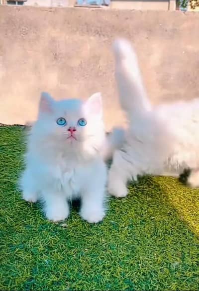 Persian kitten