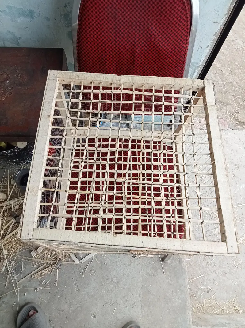 MAzBOOT DABA CHATRI — photo 2