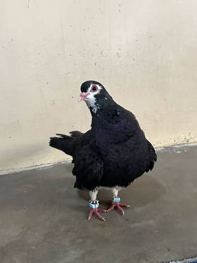 Healthy High Flyer Pigeon for Sale
