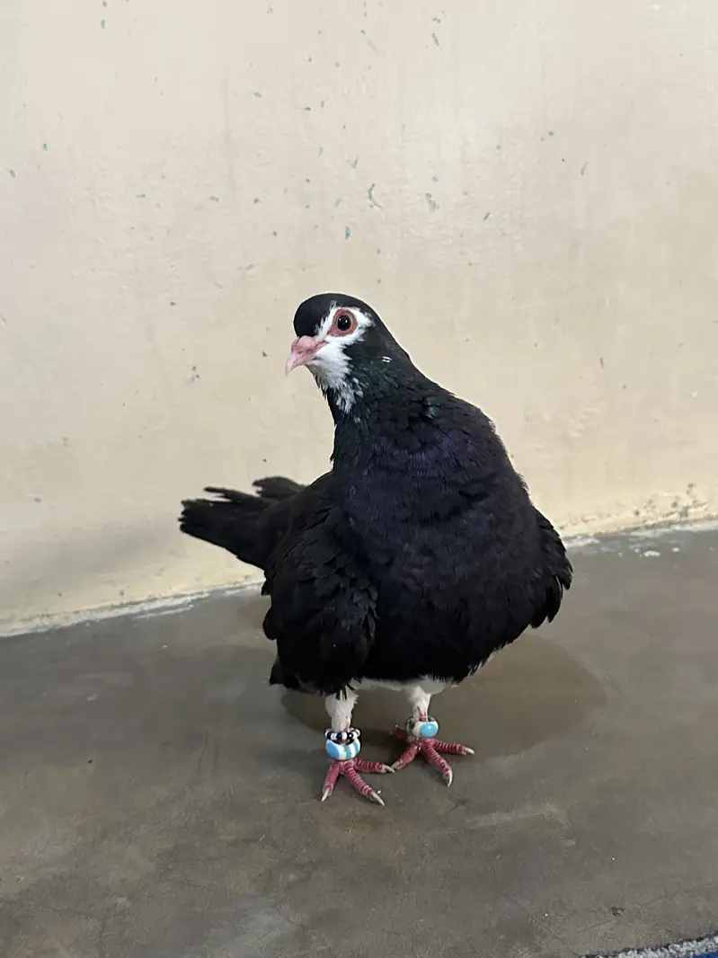 Healthy High Flyer Pigeon for Sale — photo 3