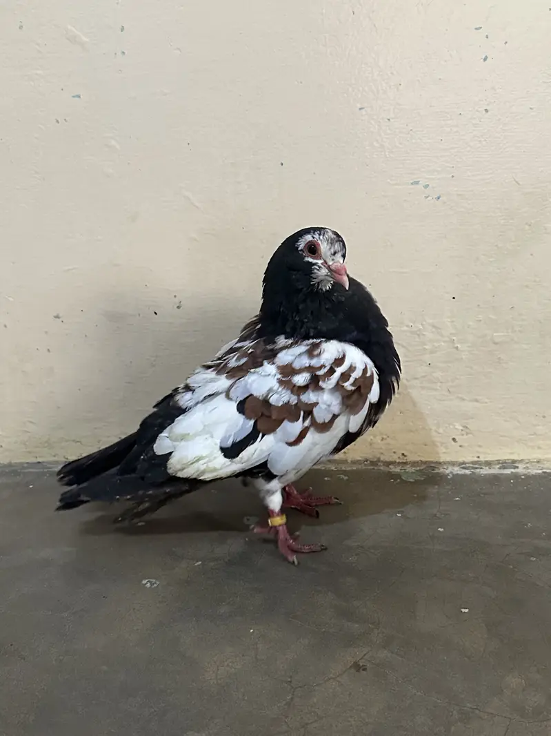 Healthy High Flyer Pigeon for Sale — photo 4
