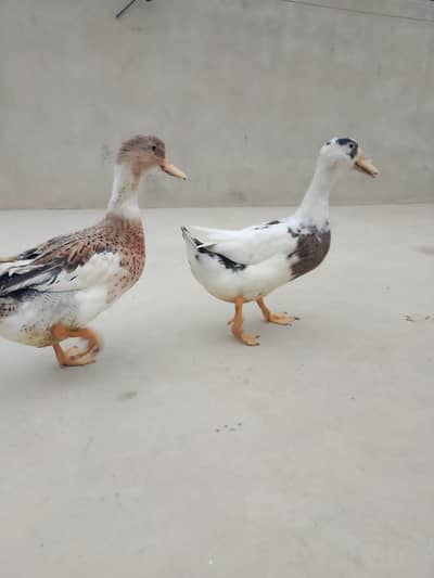duck for sale batak for sale
