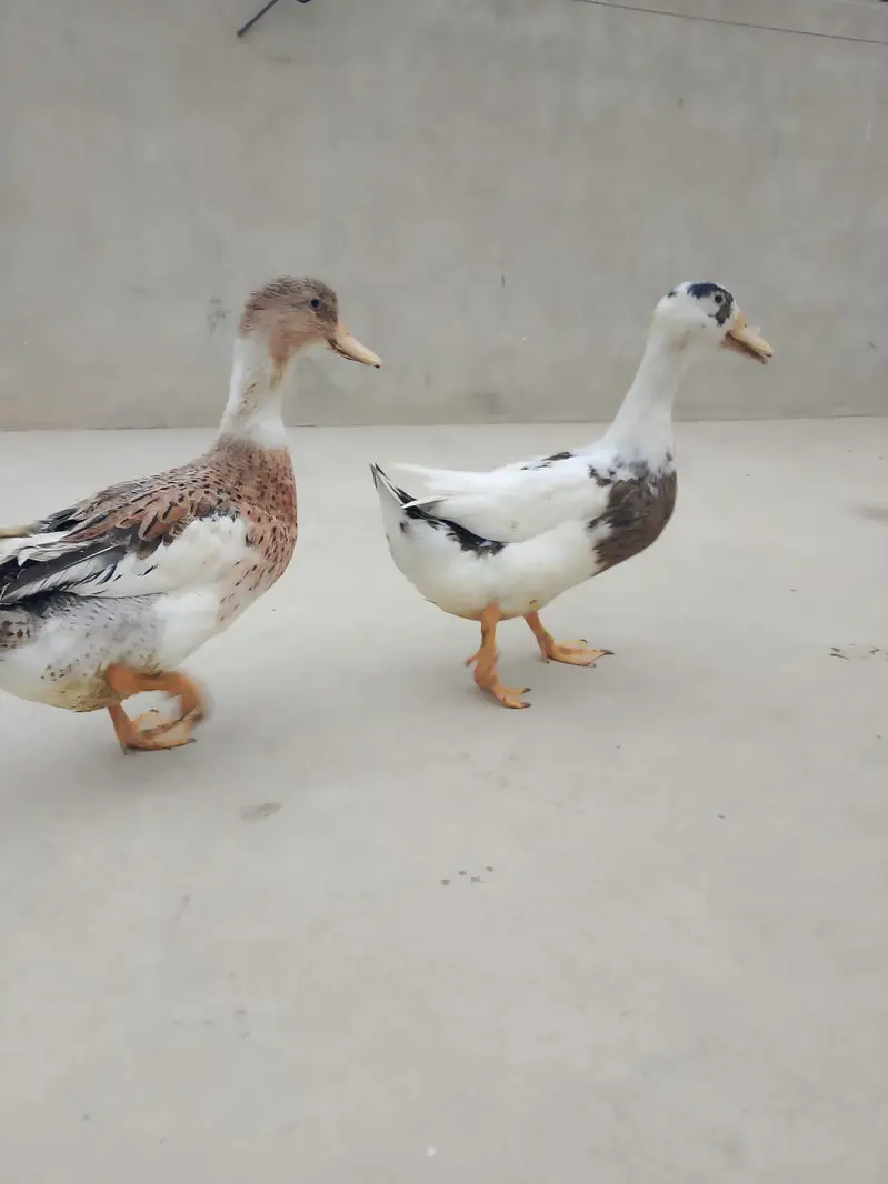 duck for sale batak for sale