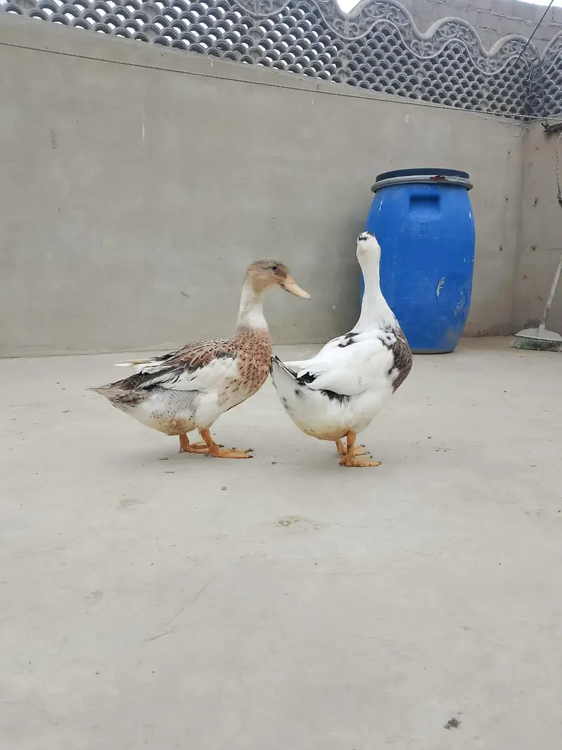 duck for sale batak for sale — photo 2