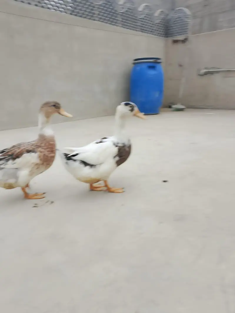 duck for sale batak for sale — photo 3
