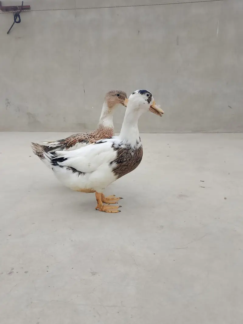 duck for sale batak for sale — photo 4