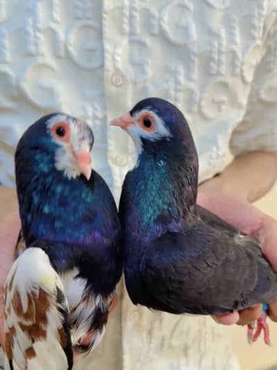 Healthy High Flyer Pigeon for Sale