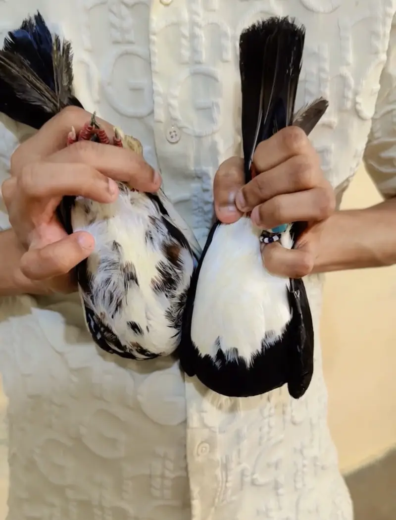 Healthy High Flyer Pigeon for Sale — photo 2