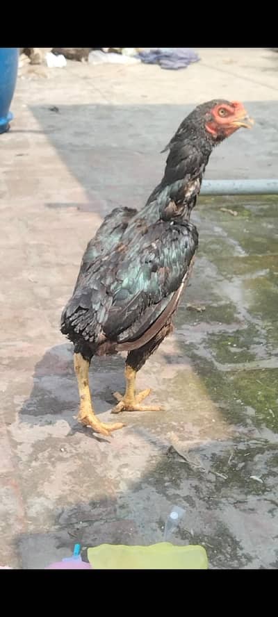 Quality Female hens ready for breed