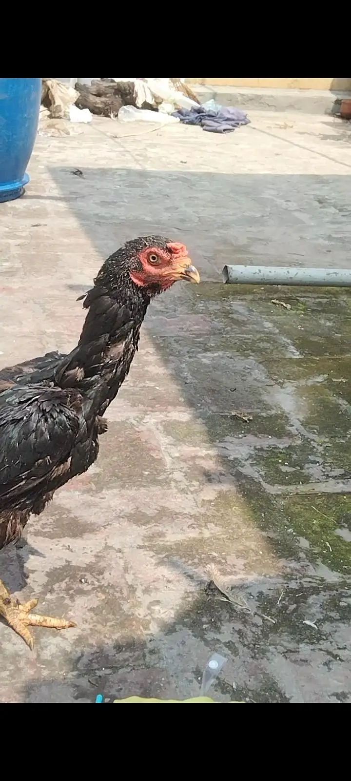 Quality Female hens ready for breed — photo 3