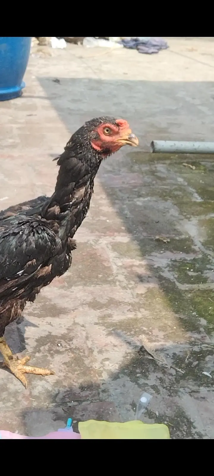 Quality Female hens ready for breed — photo 4