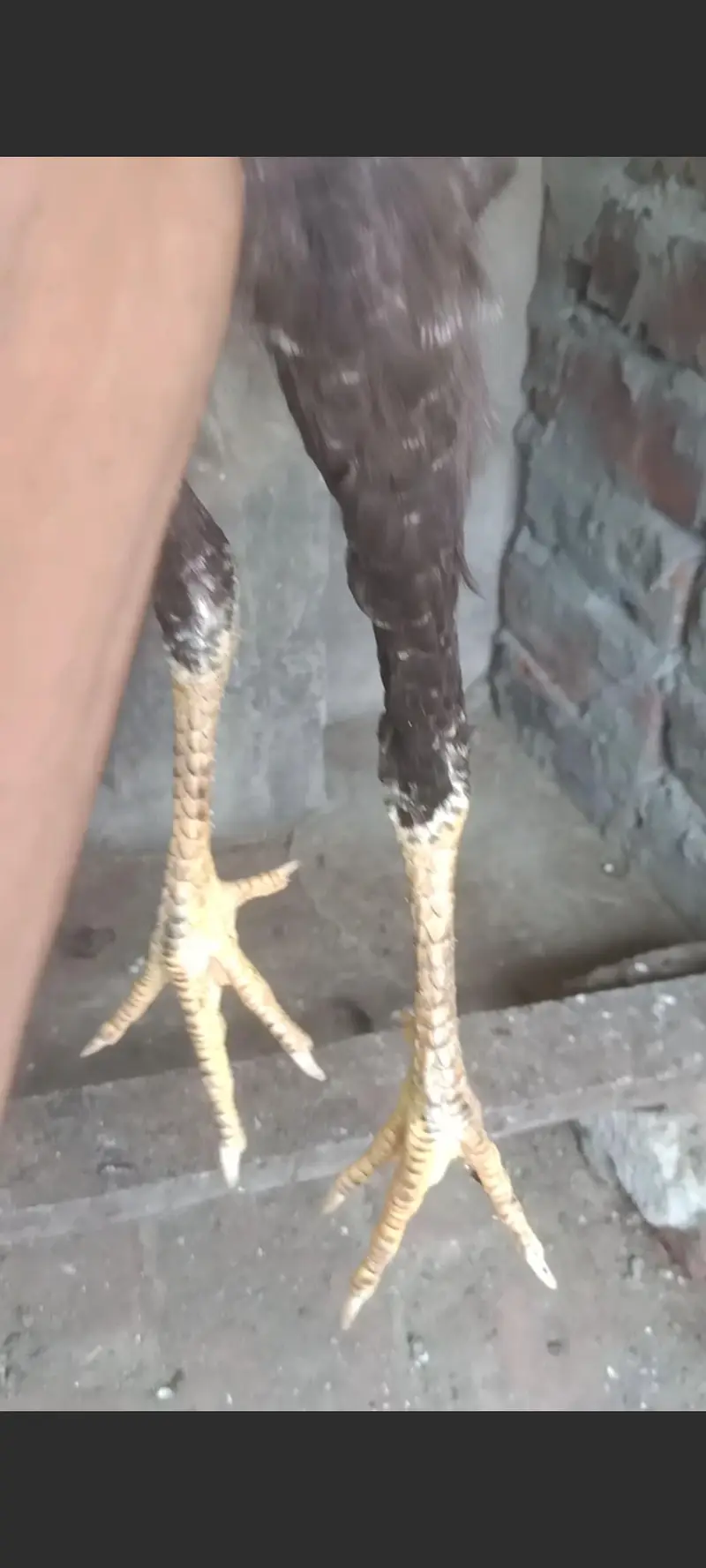 high quality aseel pathy and golden buff — photo 8