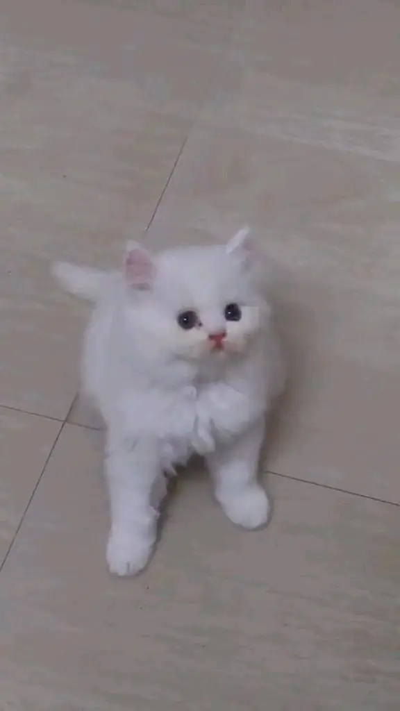 Quality Persian panch face cat and kitten WhatsAp 03401430037 — photo 3