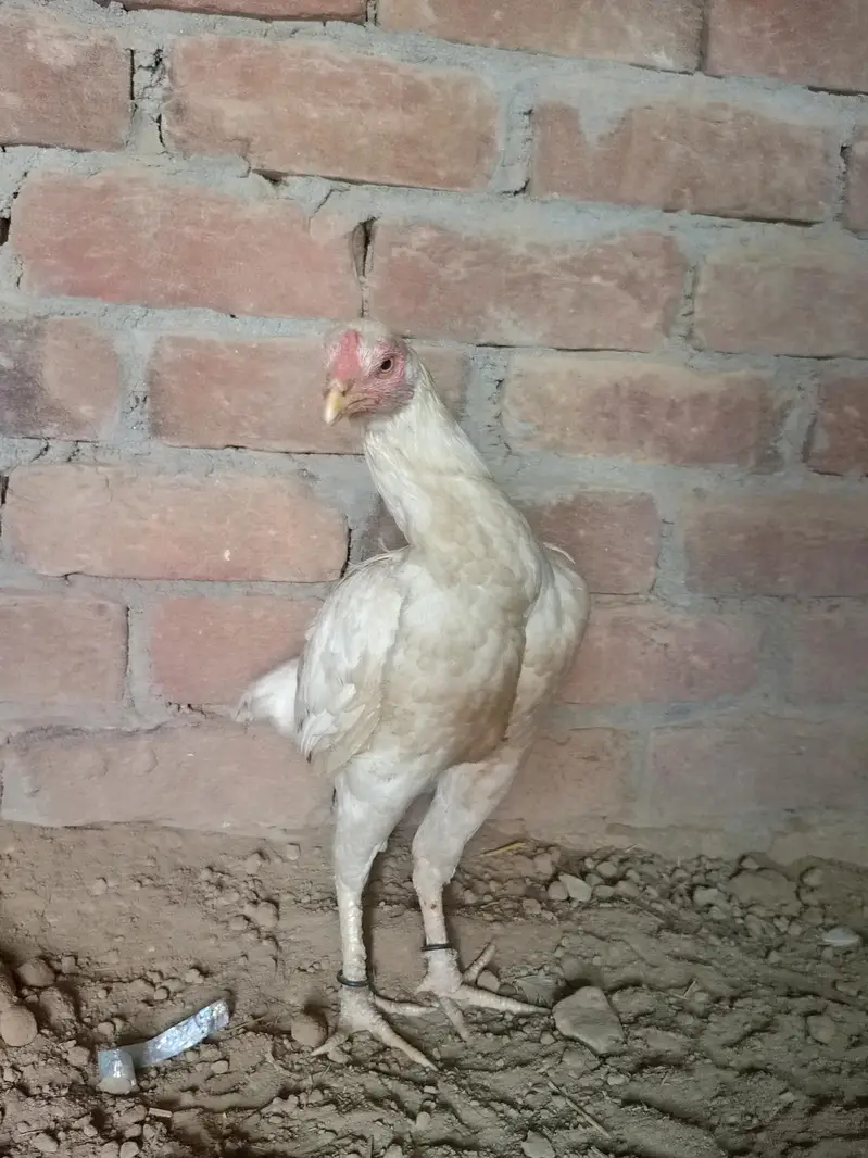 aseel murgi — photo 2