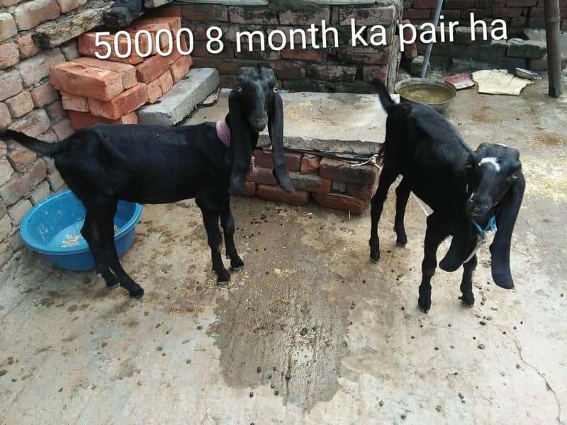 Goats 3