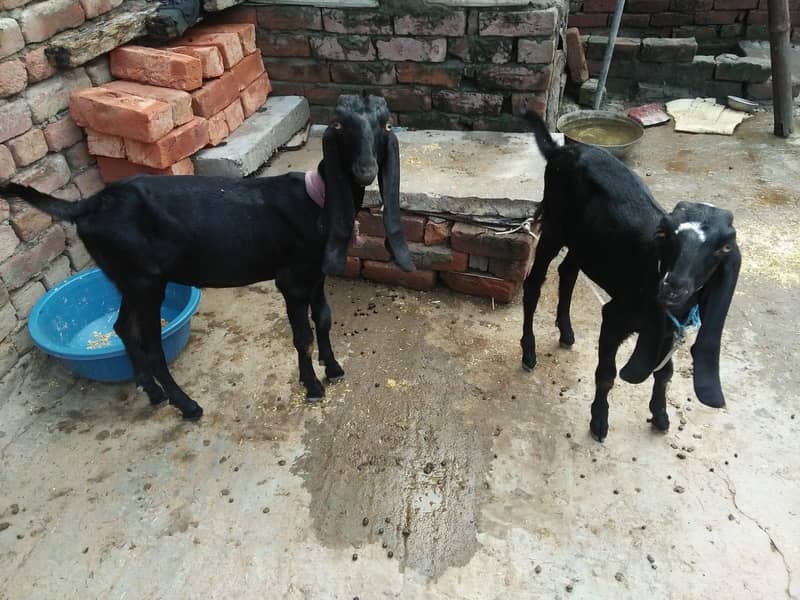 Goats 4