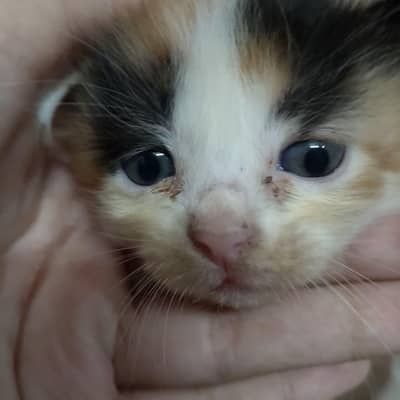 Persian female kitten simple eyes