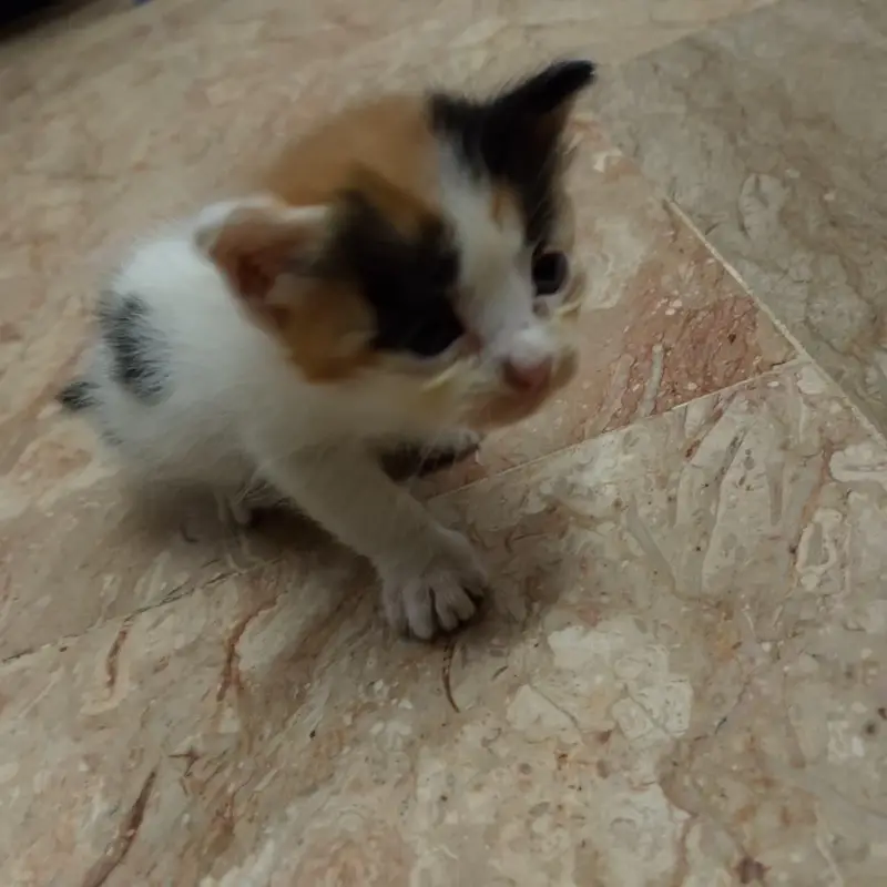 Persian female kitten simple eyes — photo 2