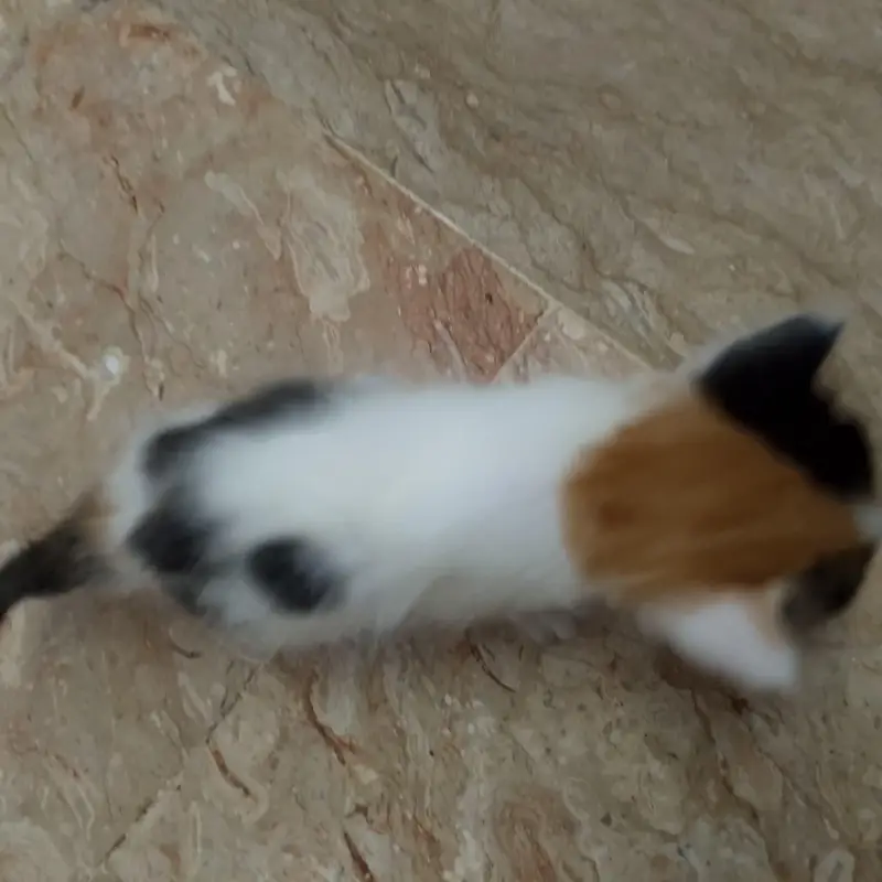 Persian female kitten simple eyes — photo 4