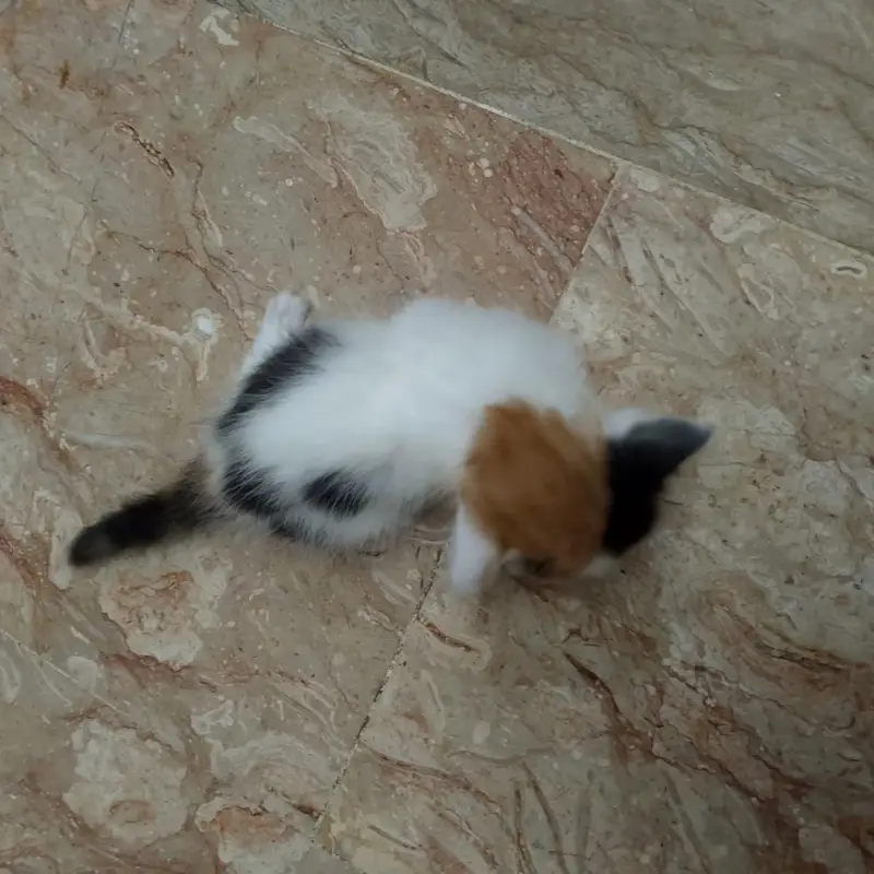 Persian female kitten simple eyes — photo 5