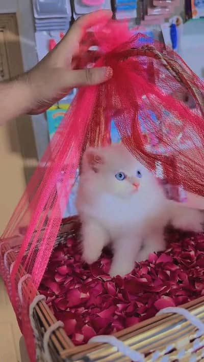 Quality Persian panch face cat and kitten WhatsAp 03401430037