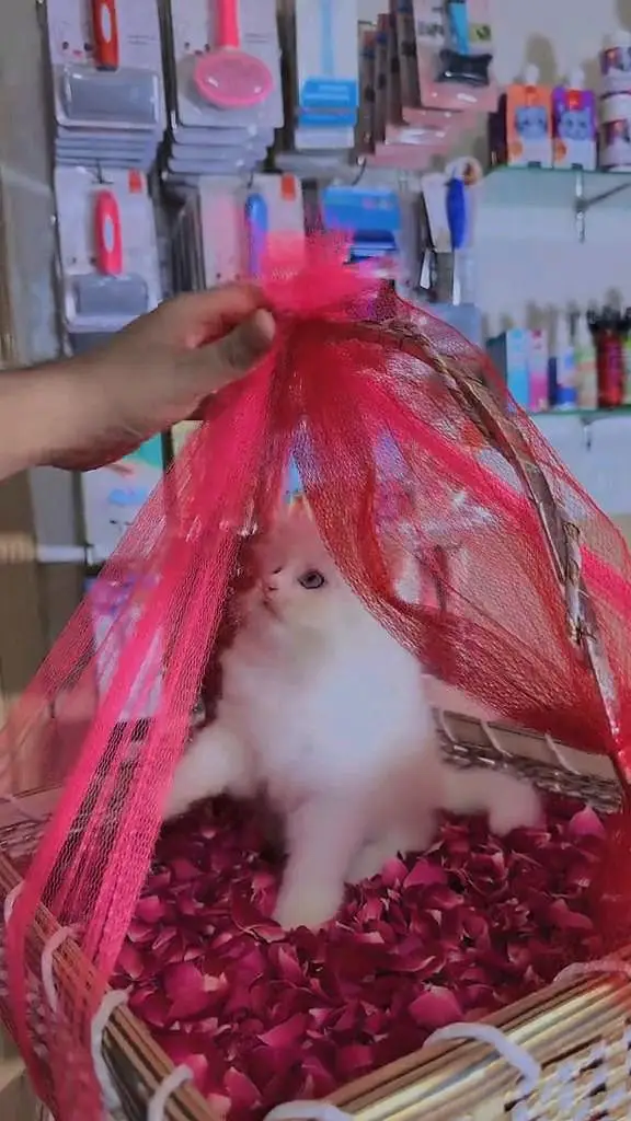 Quality Persian panch face cat and kitten WhatsAp 03401430037 — photo 4