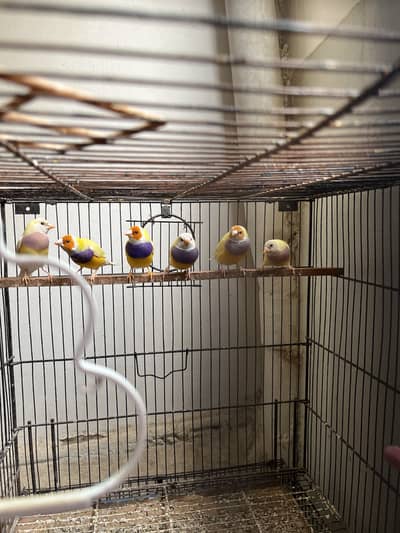 Gouldian finches yellow back