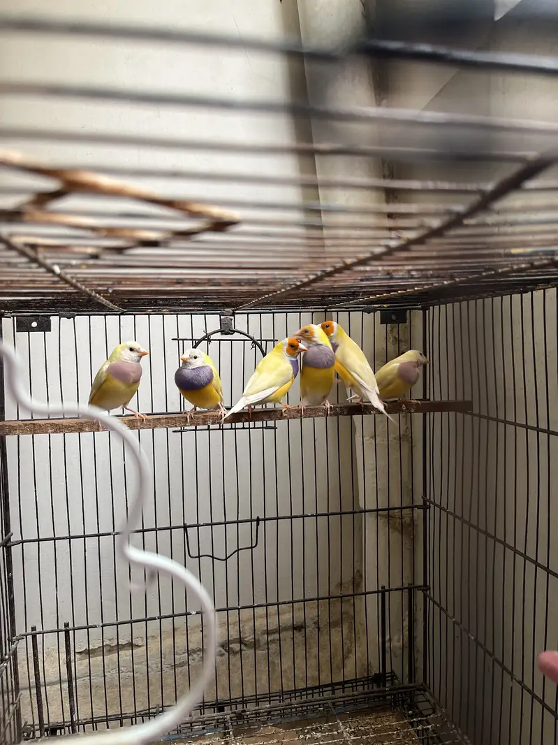 Gouldian finches yellow back — photo 2